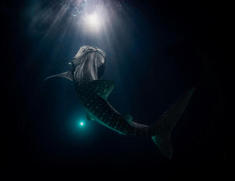 Begin ID: An image of a whale shark swimming toward cascading light in the dark ocean, with glowing dotted patterns and a diver’s faint flashlight in the background. Styled as a Spotify music interface, it features the scene as the album cover, with a prog